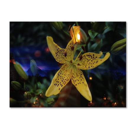 Robert K Jones 'Lily Of The Night-Postcard' Canvas Art,35x47